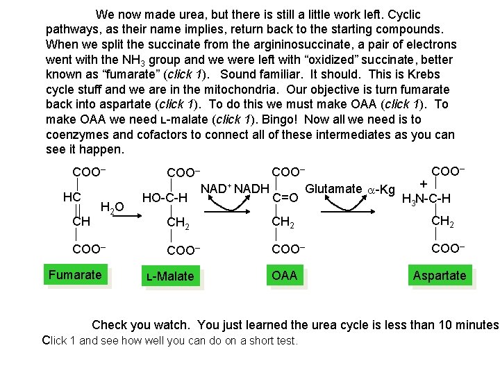 We now made urea, but there is still a little work left. Cyclic pathways,