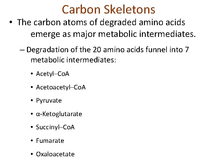 Carbon Skeletons • The carbon atoms of degraded amino acids emerge as major metabolic