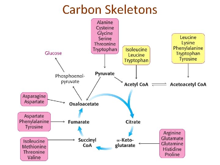 Carbon Skeletons 