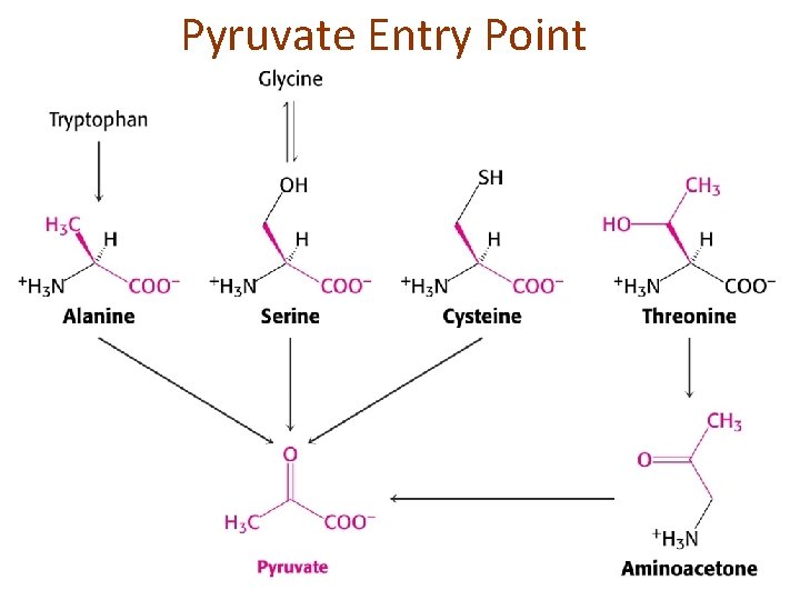 Pyruvate Entry Point 