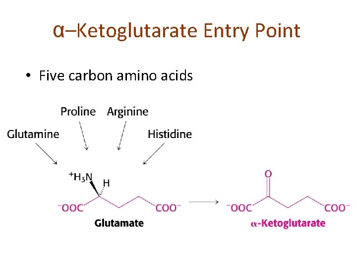 α–Ketoglutarate Entry Point • Five carbon amino acids 