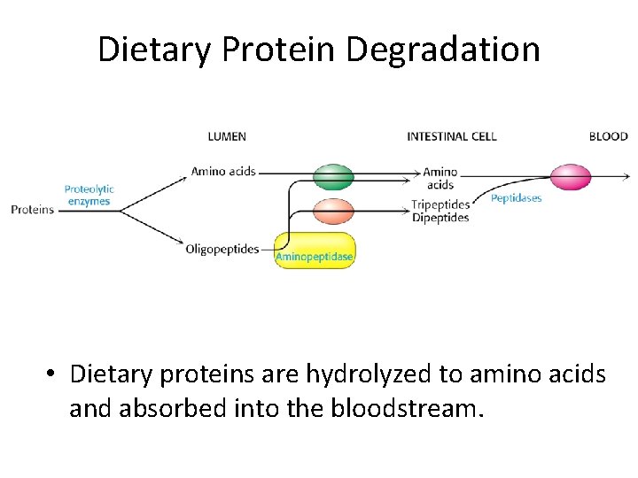 Dietary Protein Degradation • Dietary proteins are hydrolyzed to amino acids and absorbed into