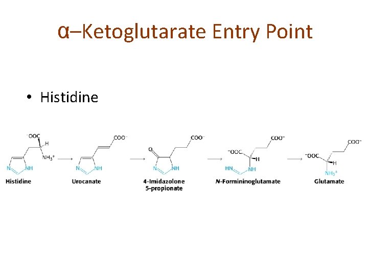 α–Ketoglutarate Entry Point • Histidine 