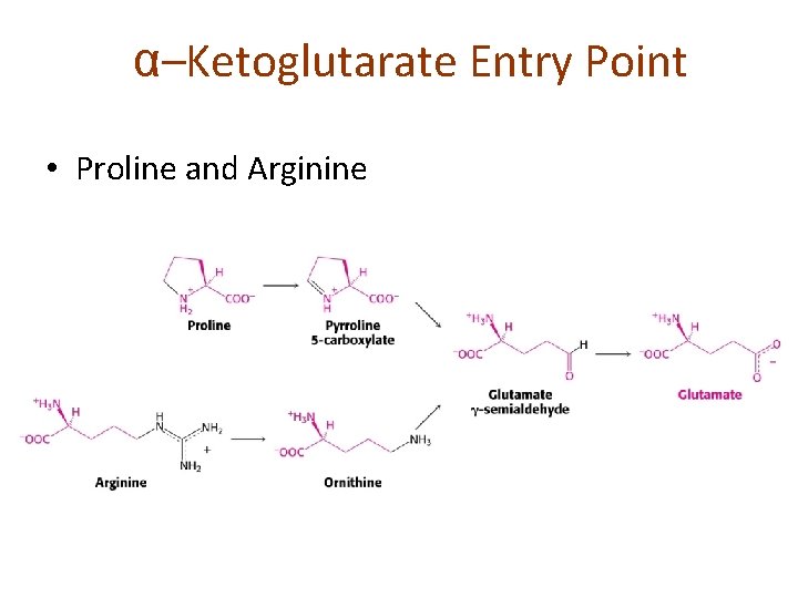 α–Ketoglutarate Entry Point • Proline and Arginine 