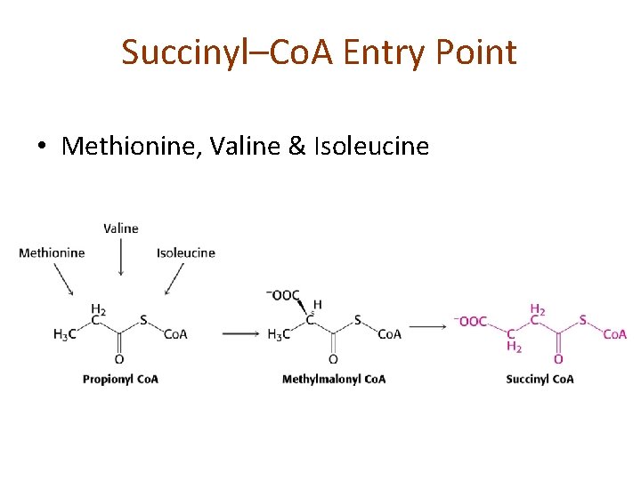 Succinyl–Co. A Entry Point • Methionine, Valine & Isoleucine 