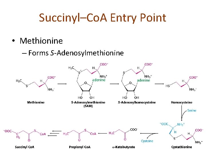 Succinyl–Co. A Entry Point • Methionine – Forms S-Adenosylmethionine 