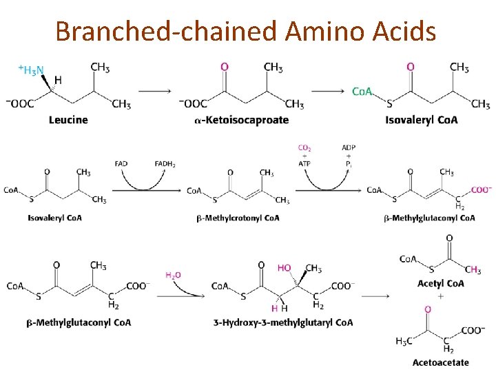 Branched-chained Amino Acids 