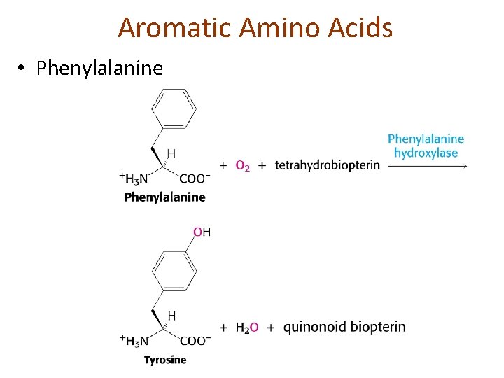 Aromatic Amino Acids • Phenylalanine 