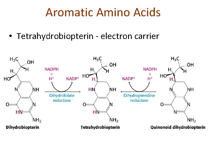 Aromatic Amino Acids • Tetrahydrobiopterin - electron carrier 