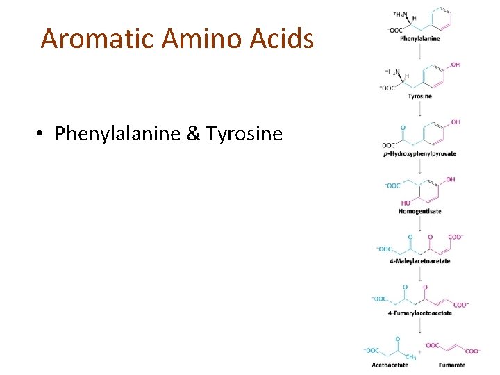 Aromatic Amino Acids • Phenylalanine & Tyrosine 