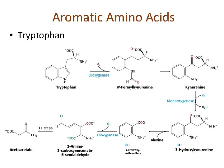 Aromatic Amino Acids • Tryptophan 