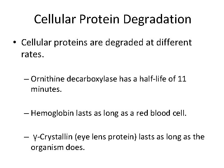 Cellular Protein Degradation • Cellular proteins are degraded at different rates. – Ornithine decarboxylase