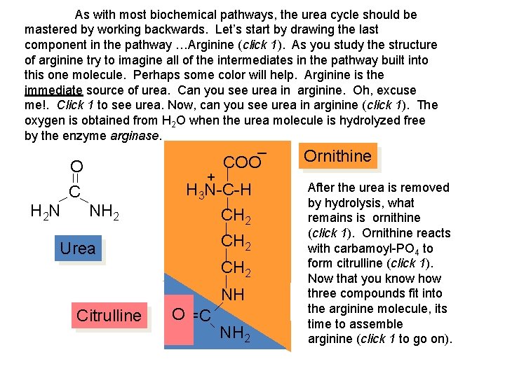 As with most biochemical pathways, the urea cycle should be mastered by working backwards.