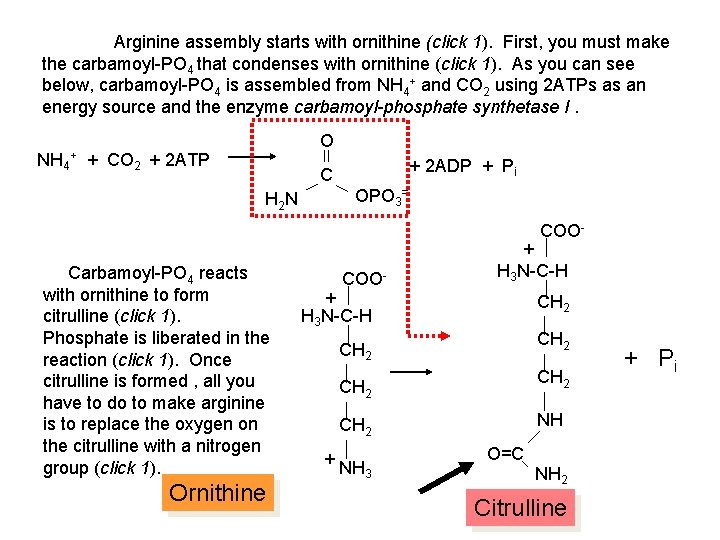 Arginine assembly starts with ornithine (click 1). First, you must make the carbamoyl-PO 4