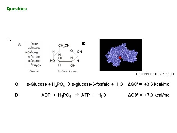 Questões 1 - B Hexocinase (EC 2. 7. 1. 1) C D D-Glucose +