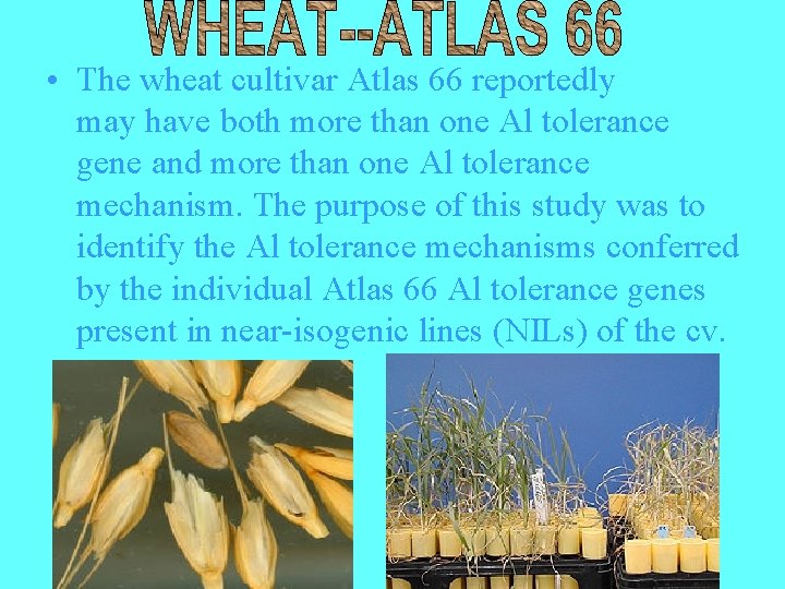  • The wheat cultivar Atlas 66 reportedly may have both more than one