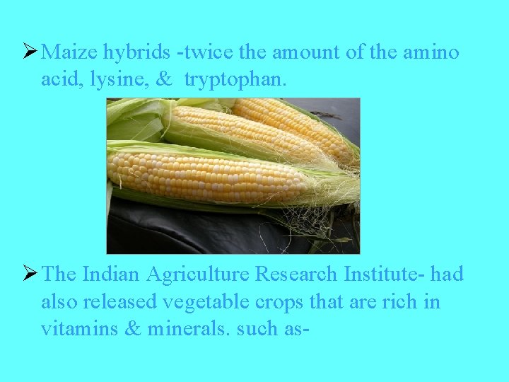 Ø Maize hybrids -twice the amount of the amino acid, lysine, & tryptophan. Ø