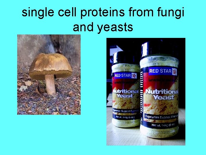 single cell proteins from fungi and yeasts 