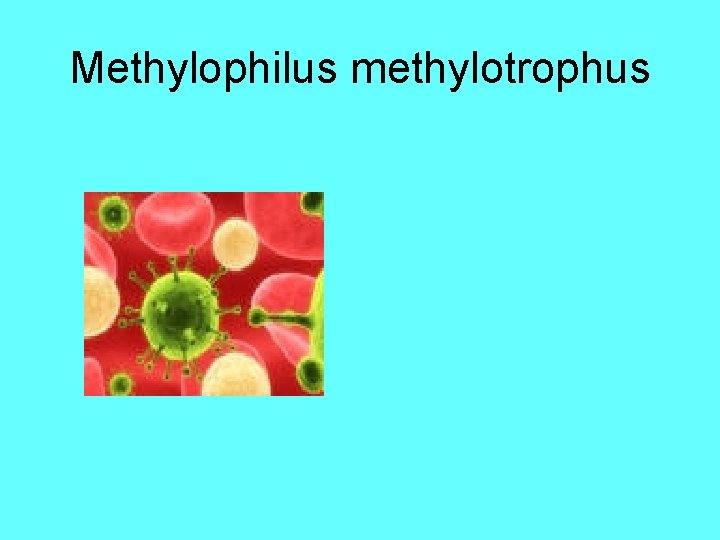 Methylophilus methylotrophus 