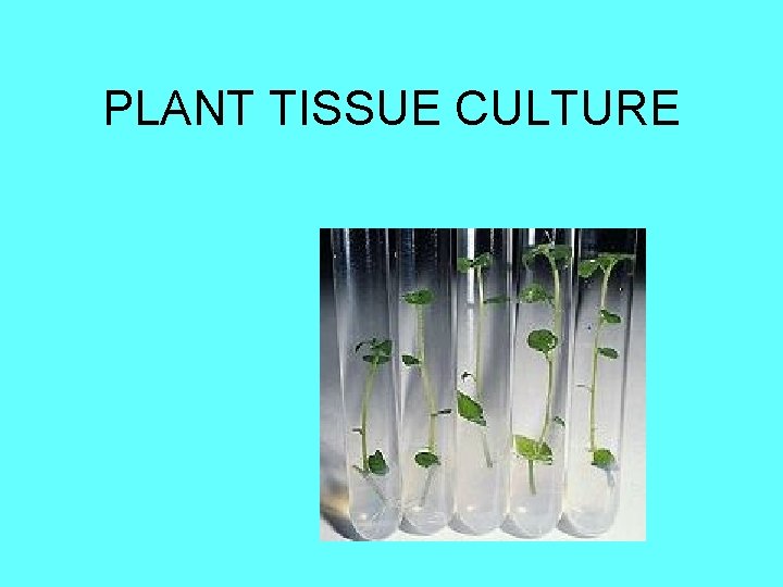 PLANT TISSUE CULTURE 