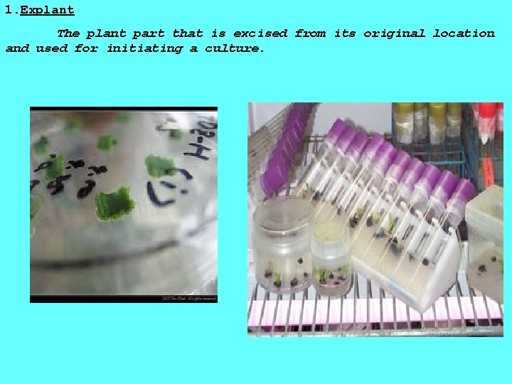 1. Explant The plant part that is excised from its original location and used