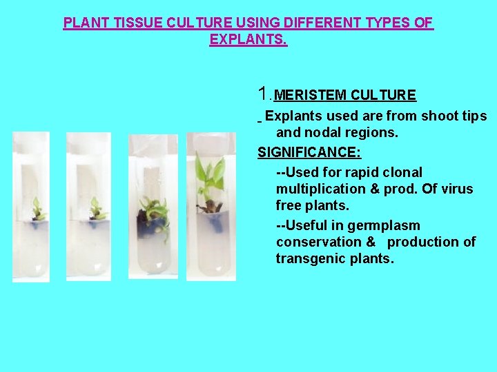 PLANT TISSUE CULTURE USING DIFFERENT TYPES OF EXPLANTS. 1. MERISTEM CULTURE Explants used are