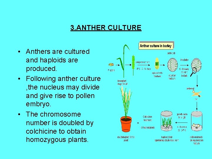 3. ANTHER CULTURE • Anthers are cultured and haploids are produced. • Following anther