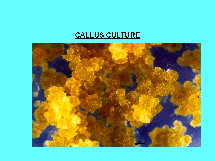 CALLUS CULTURE callus 