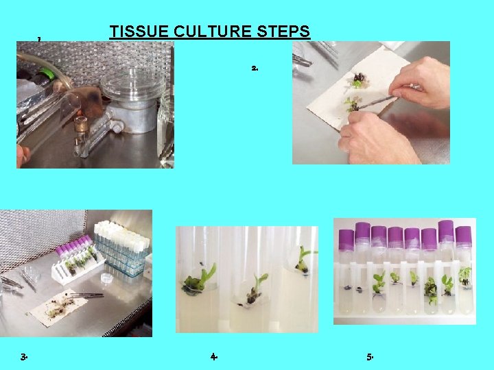 1 TISSUE CULTURE STEPS 2. 3. 4. 5. 