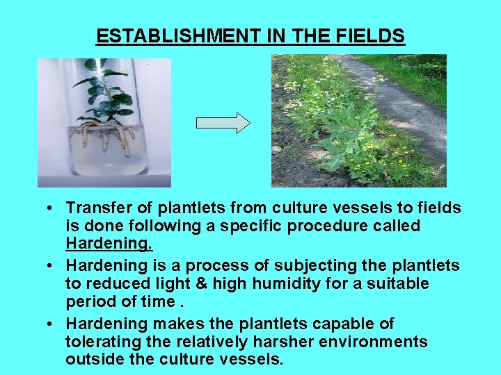ESTABLISHMENT IN THE FIELDS • Transfer of plantlets from culture vessels to fields is