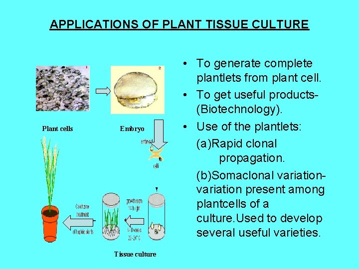APPLICATIONS OF PLANT TISSUE CULTURE Plant cells Embryo Tissue culture • To generate complete