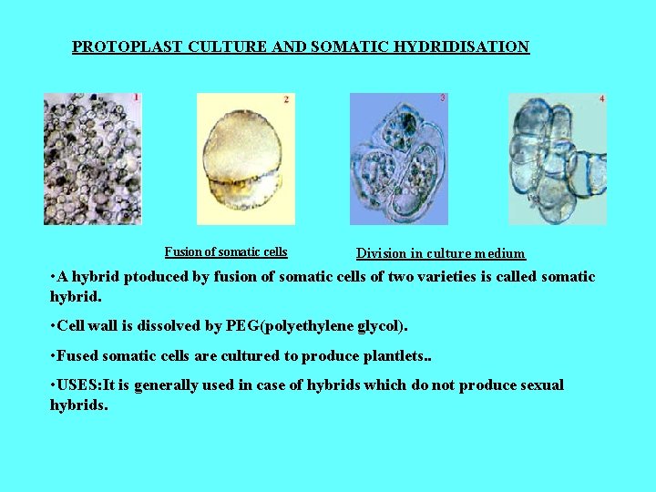 PROTOPLAST CULTURE AND SOMATIC HYDRIDISATION Fusion of somatic cells Division in culture medium •