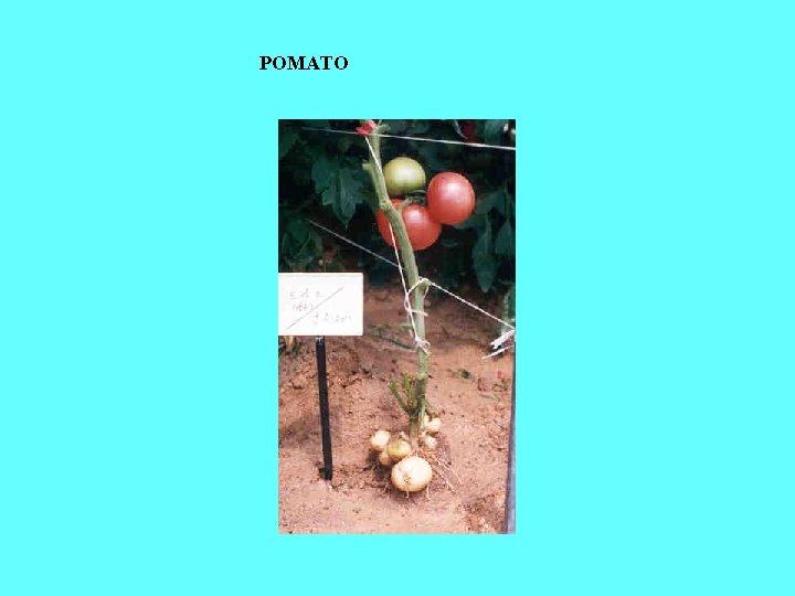 POMATO 
