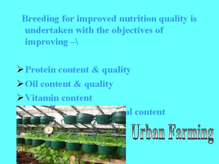  Breeding for improved nutrition quality is undertaken with the objectives of improving –