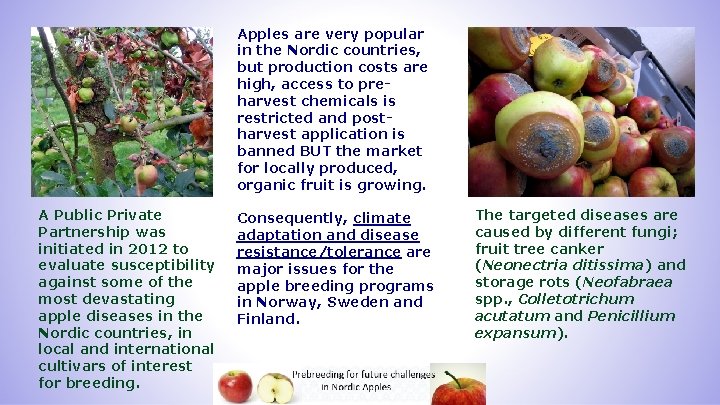Apples are very popular in the Nordic countries, but production costs are high, access