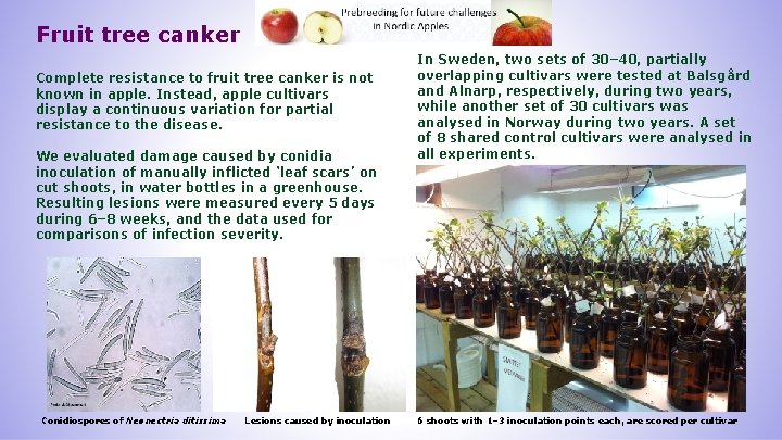 Fruit tree canker Complete resistance to fruit tree canker is not known in apple.