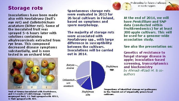 Storage rots Inoculations have been made also with Neofabraea (bull’s eye rot) and Colletotrichum