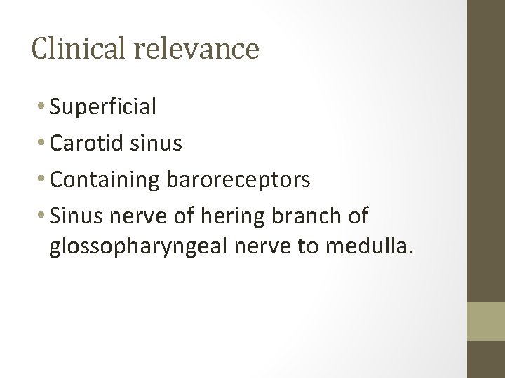 Clinical relevance • Superficial • Carotid sinus • Containing baroreceptors • Sinus nerve of