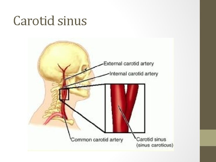 Carotid sinus 