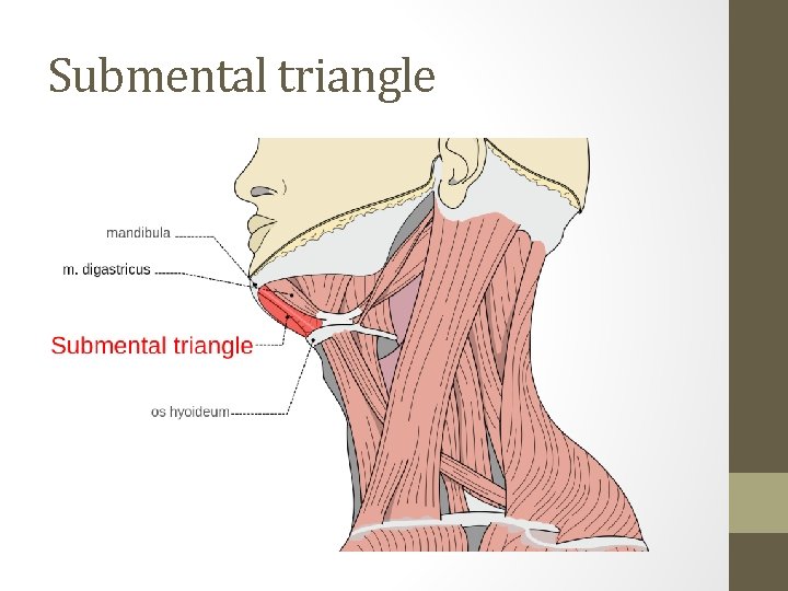 Submental triangle 