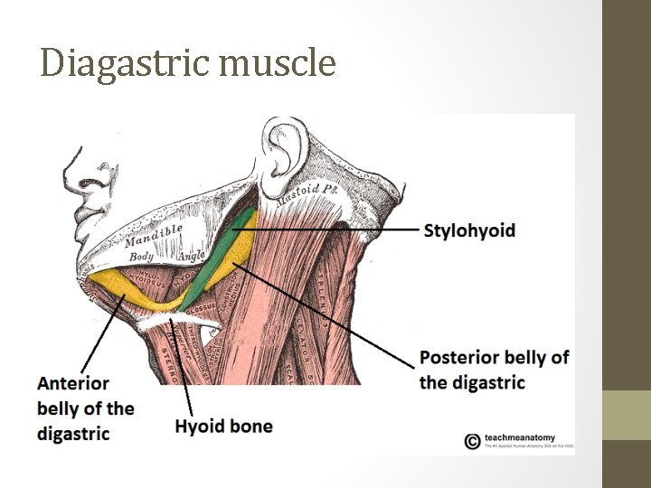 Diagastric muscle 