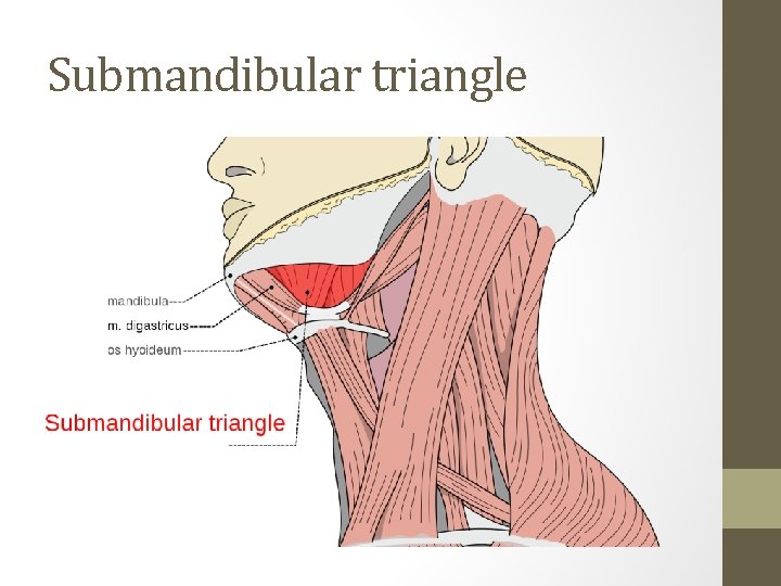 Submandibular triangle 