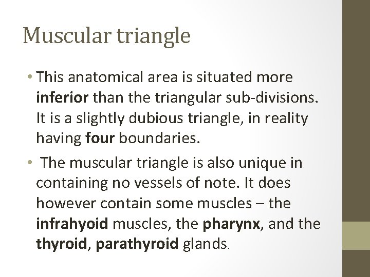 Muscular triangle • This anatomical area is situated more inferior than the triangular sub-divisions.