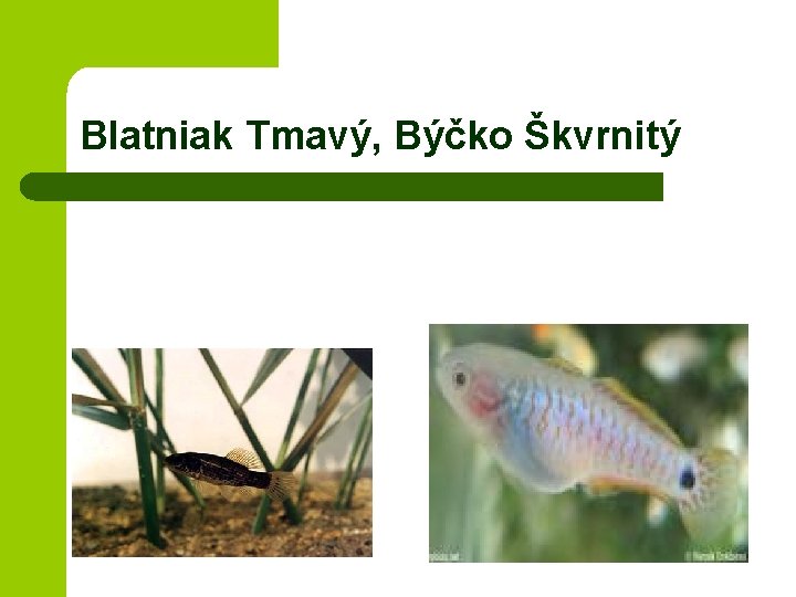 Blatniak Tmavý, Býčko Škvrnitý 