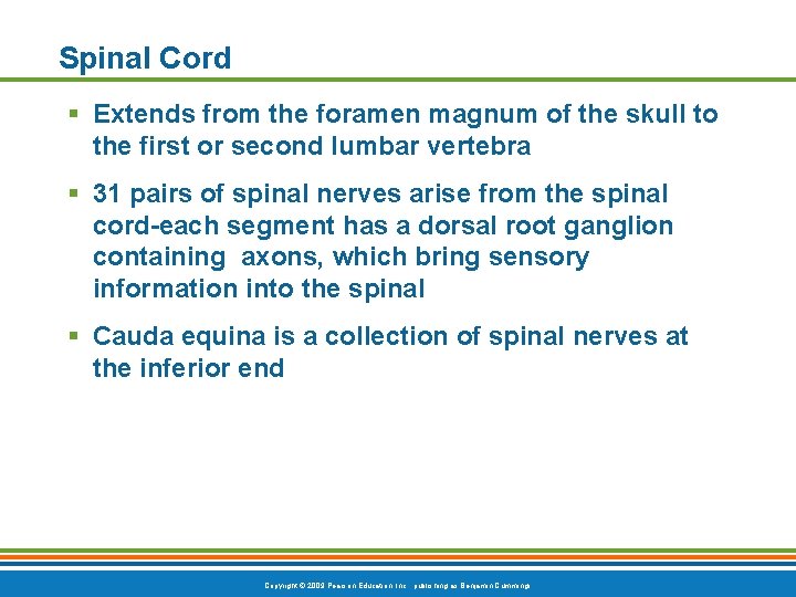 Spinal Cord § Extends from the foramen magnum of the skull to the first