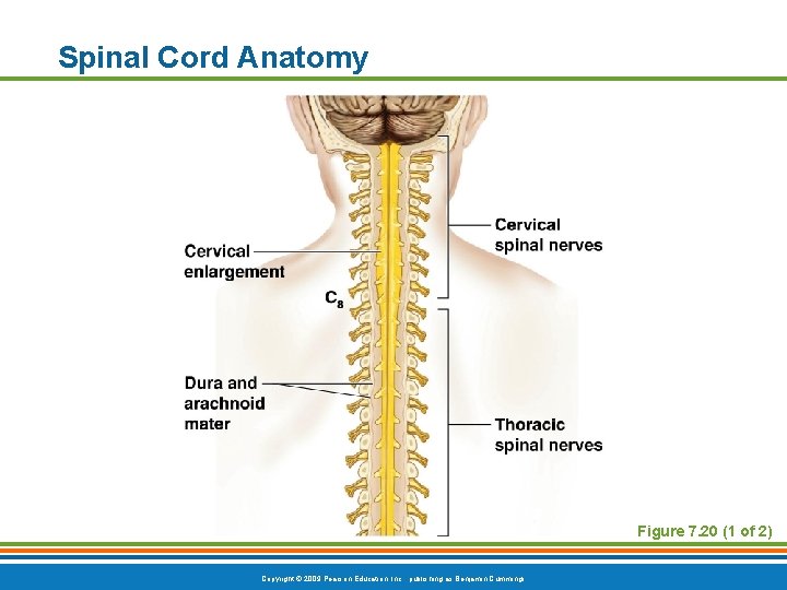 Spinal Cord Anatomy Figure 7. 20 (1 of 2) Copyright © 2009 Pearson Education,