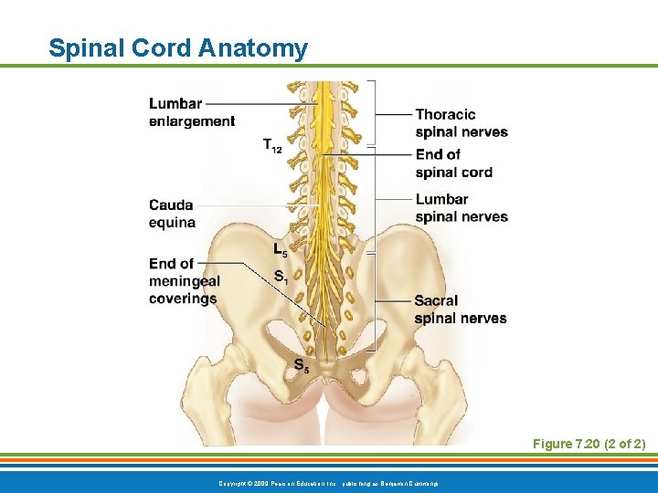 Spinal Cord Anatomy Figure 7. 20 (2 of 2) Copyright © 2009 Pearson Education,