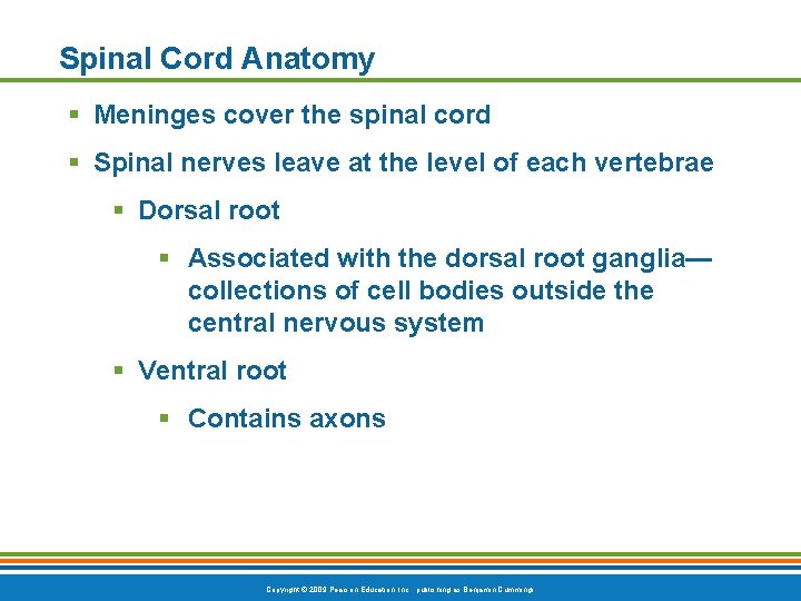 Spinal Cord Anatomy § Meninges cover the spinal cord § Spinal nerves leave at