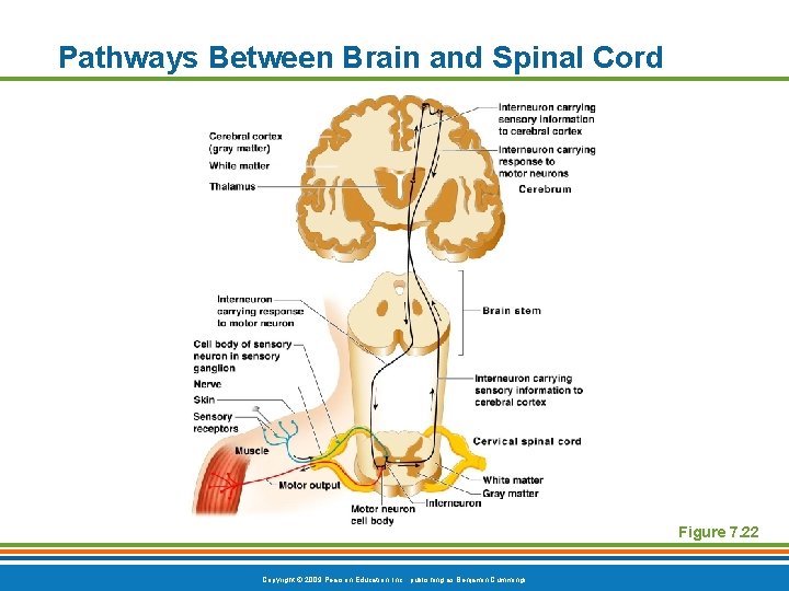 Pathways Between Brain and Spinal Cord Figure 7. 22 Copyright © 2009 Pearson Education,