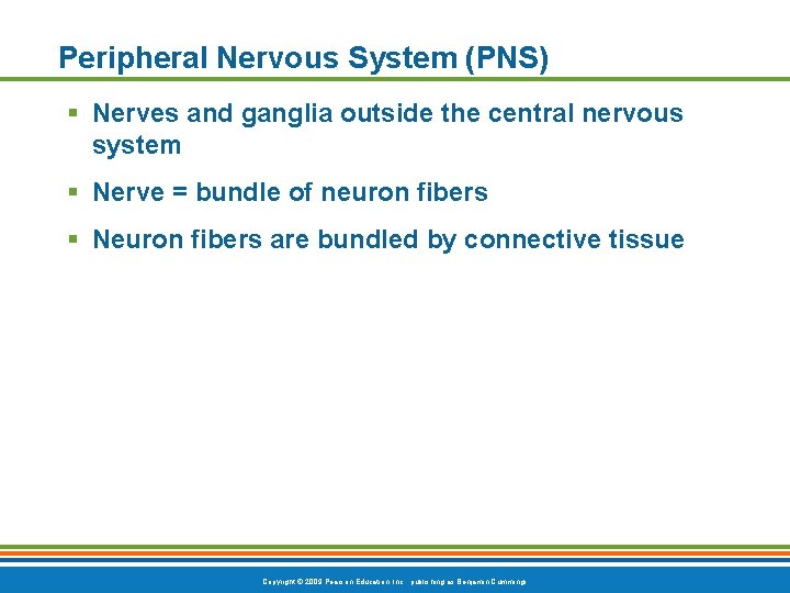 Peripheral Nervous System (PNS) § Nerves and ganglia outside the central nervous system §